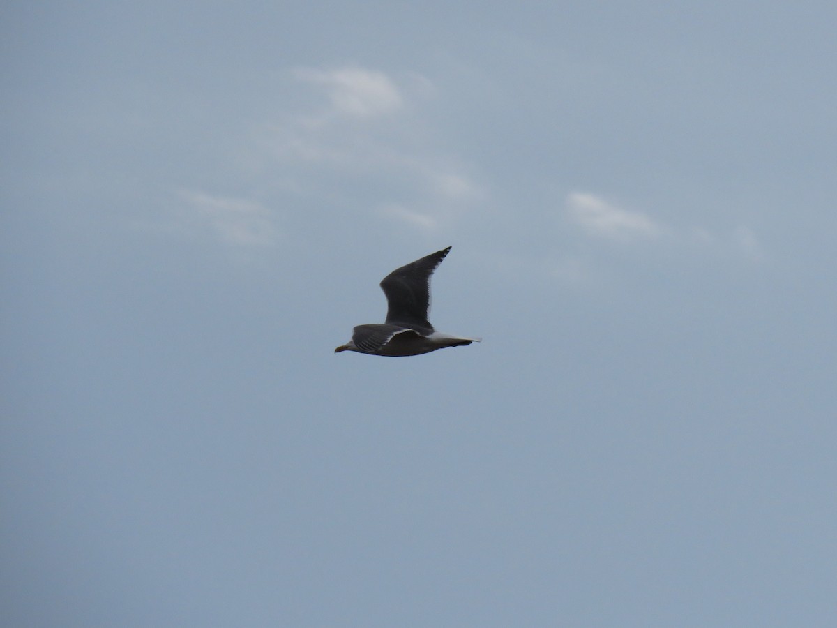 Lesser Black-backed Gull - ML633939615
