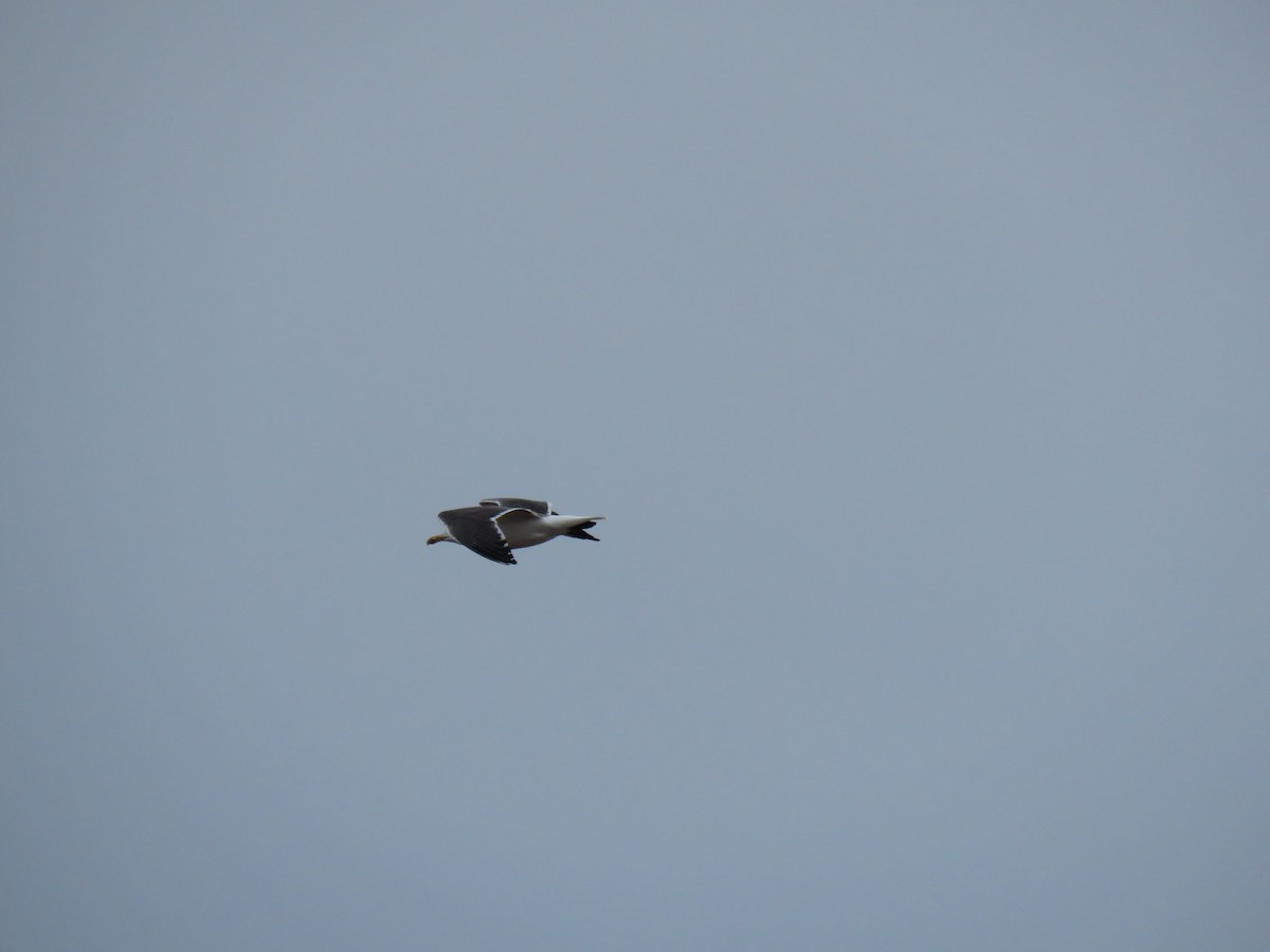 Lesser Black-backed Gull - ML633939646