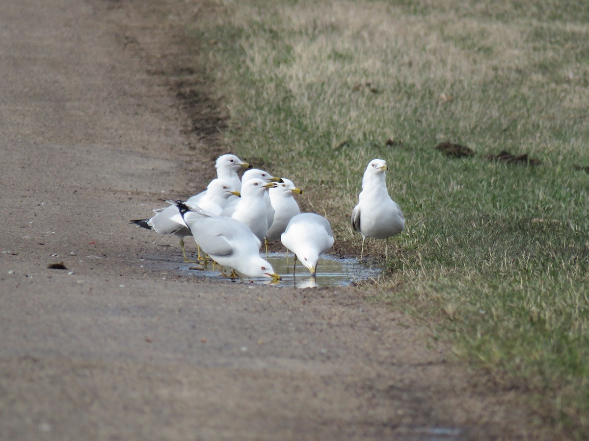 Ring-billed Gull - ML633939712