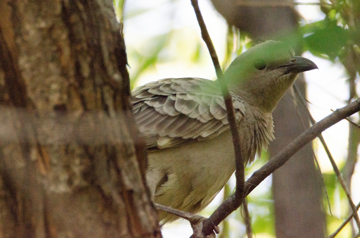 Great Bowerbird - ML633939753
