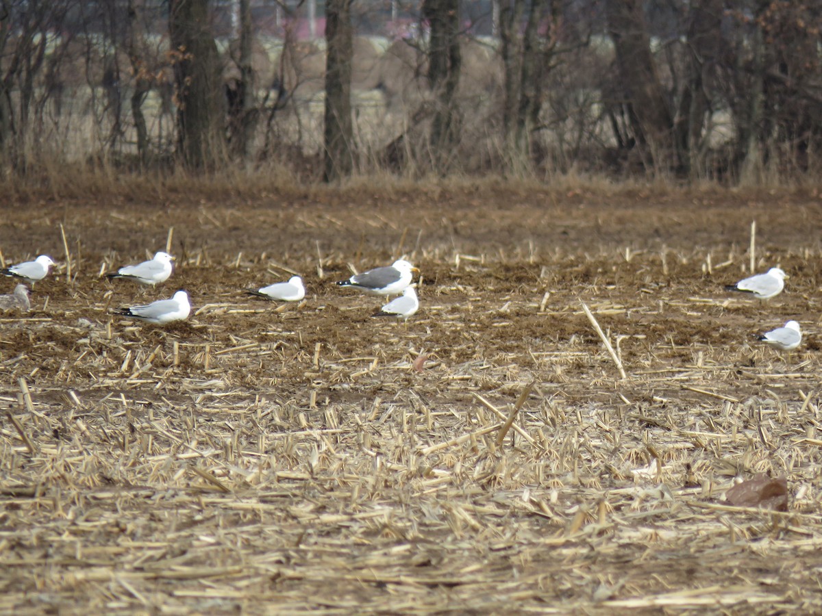 Lesser Black-backed Gull - ML633939757
