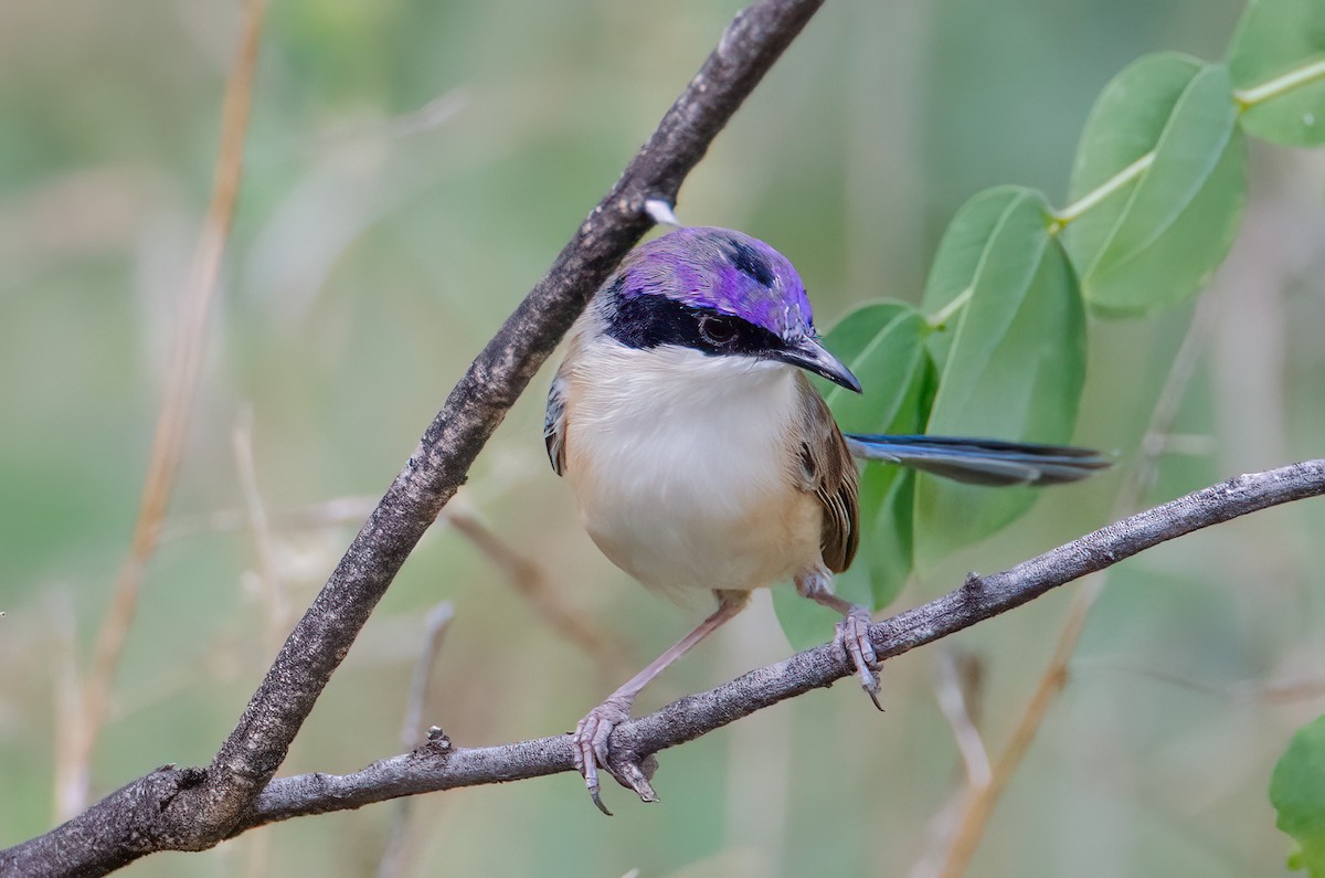 Purple-crowned Fairywren - ML633939775