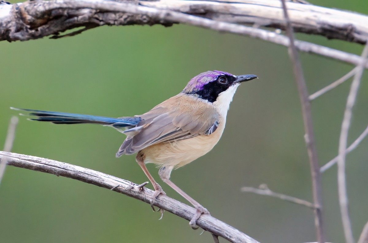 Purple-crowned Fairywren - ML633939777