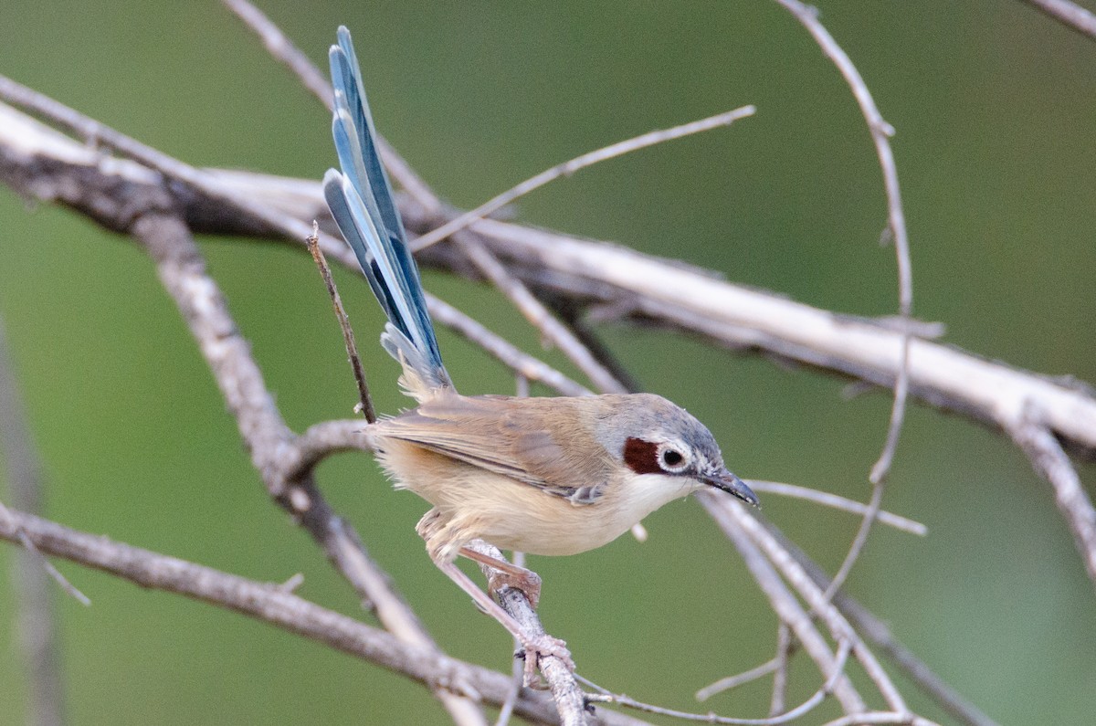 Purple-crowned Fairywren - ML633939778