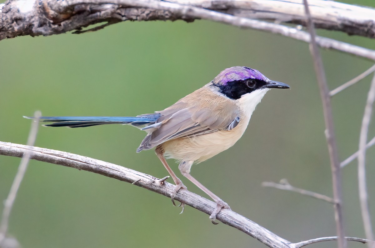 Purple-crowned Fairywren - ML633939779