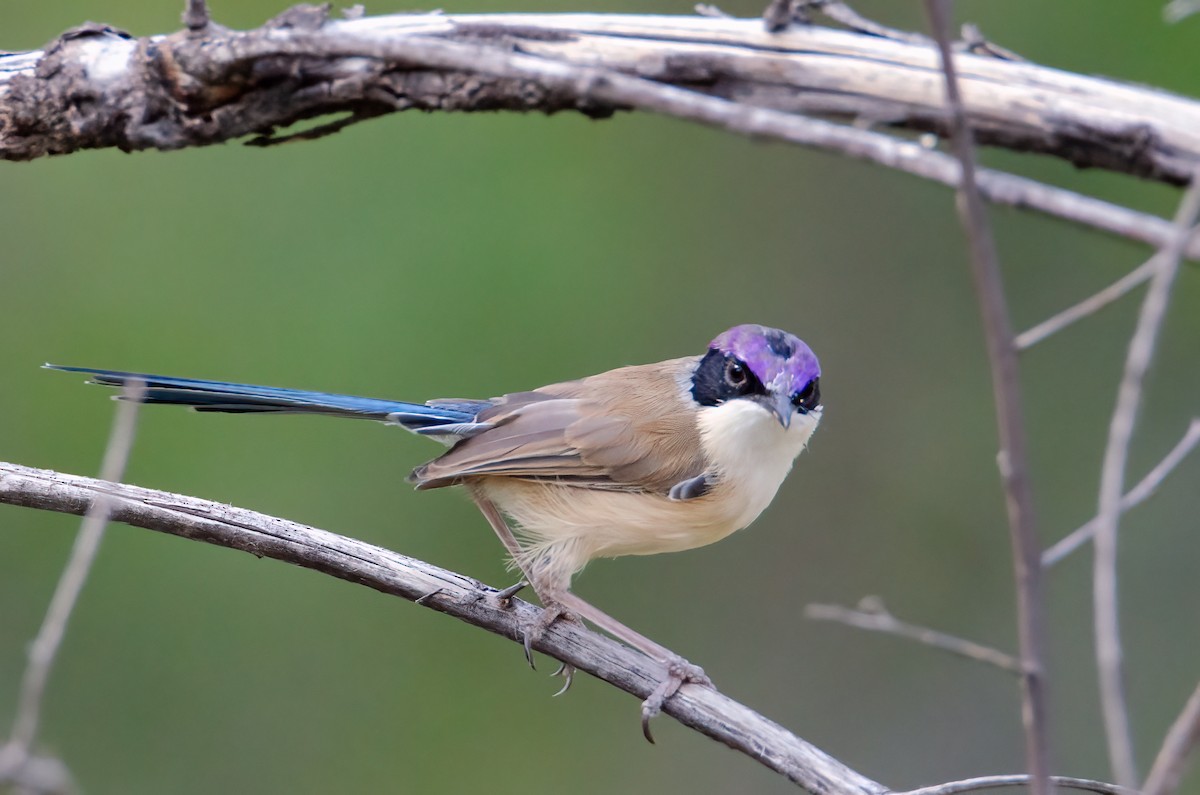 Purple-crowned Fairywren - ML633939780