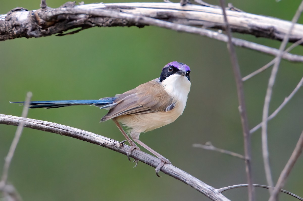 Purple-crowned Fairywren - ML633939781