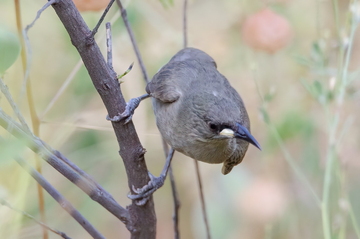White-gaped Honeyeater - ML633939798