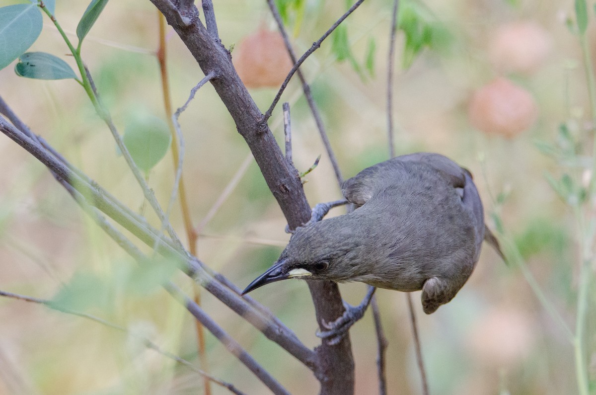 White-gaped Honeyeater - ML633939799