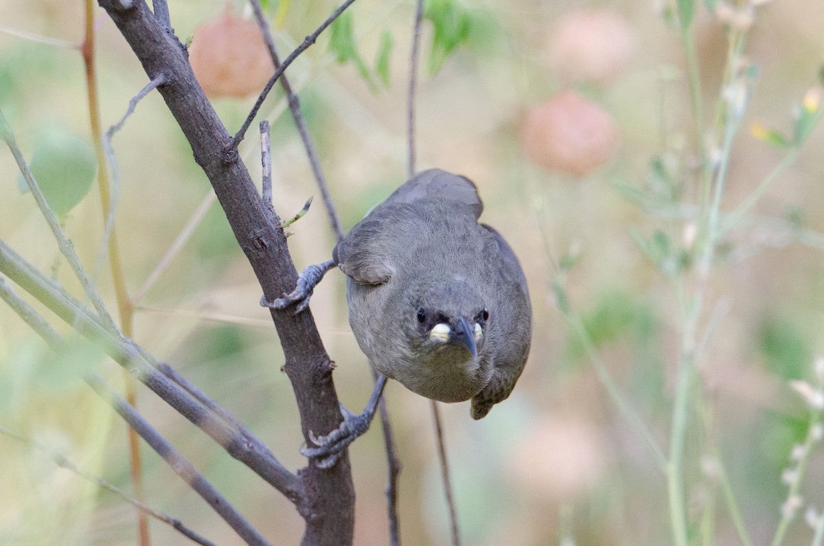 White-gaped Honeyeater - ML633939801