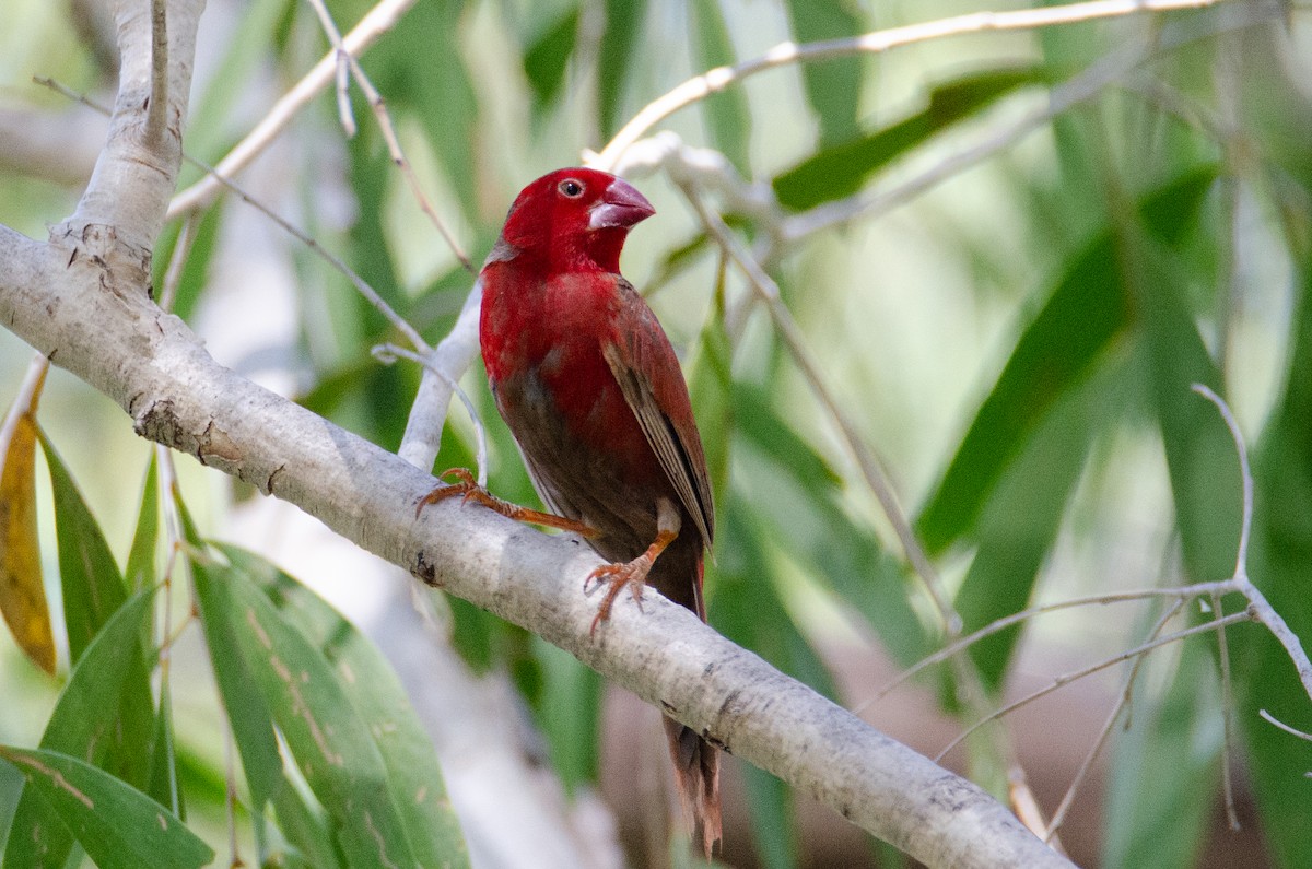 Crimson Finch - ML633939804