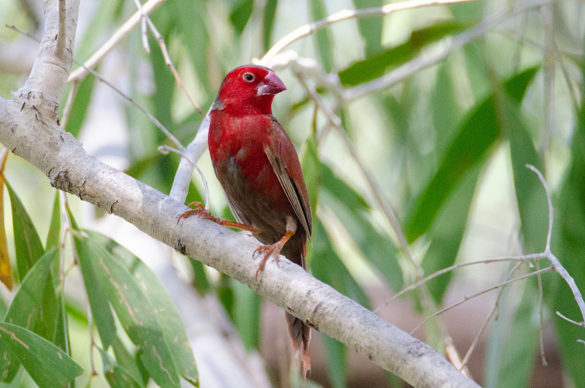 Crimson Finch - ML633939805