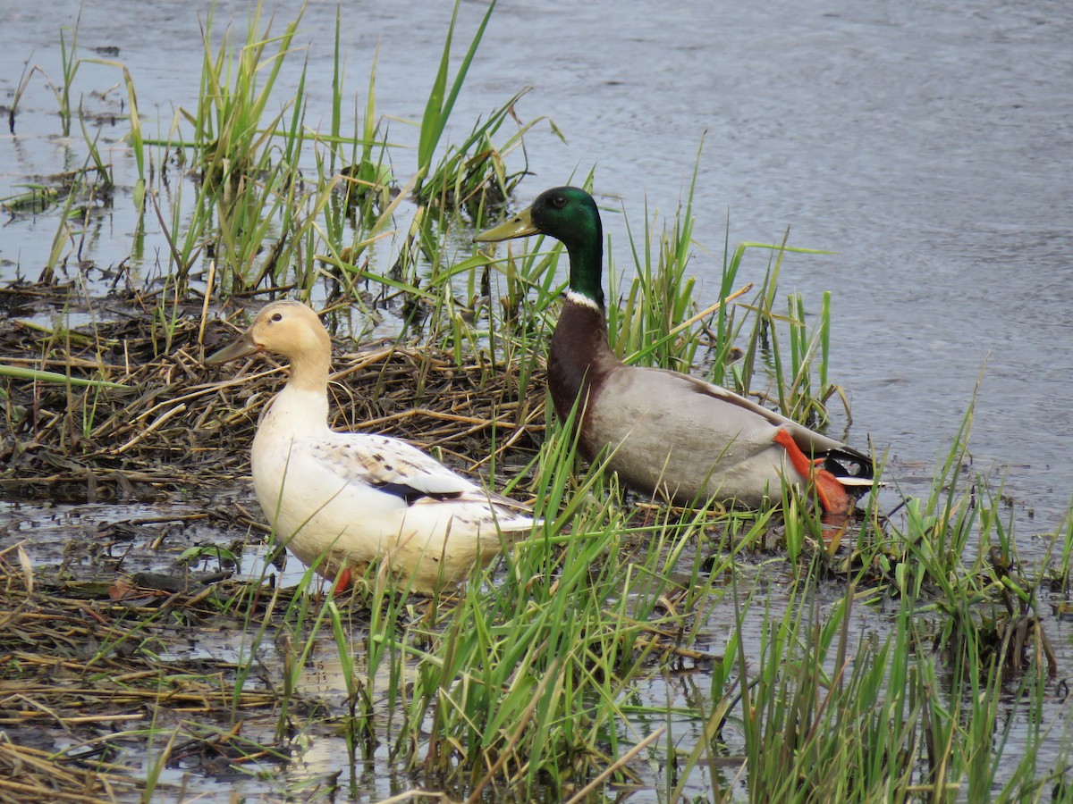 Mallard - ML633939833