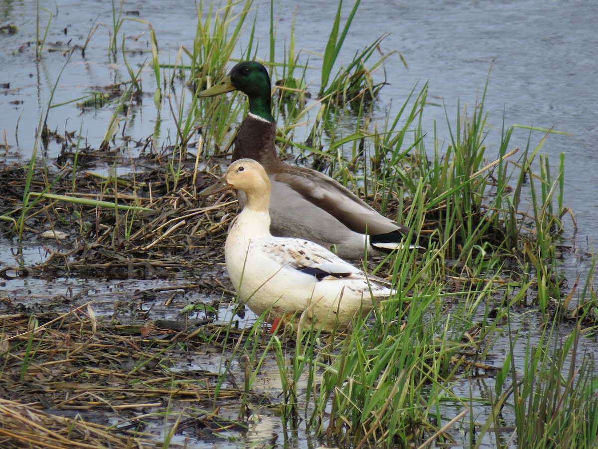 Mallard - ML633939908