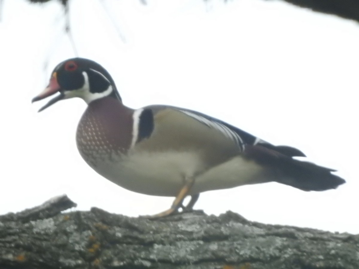 Wood Duck - ML633939923