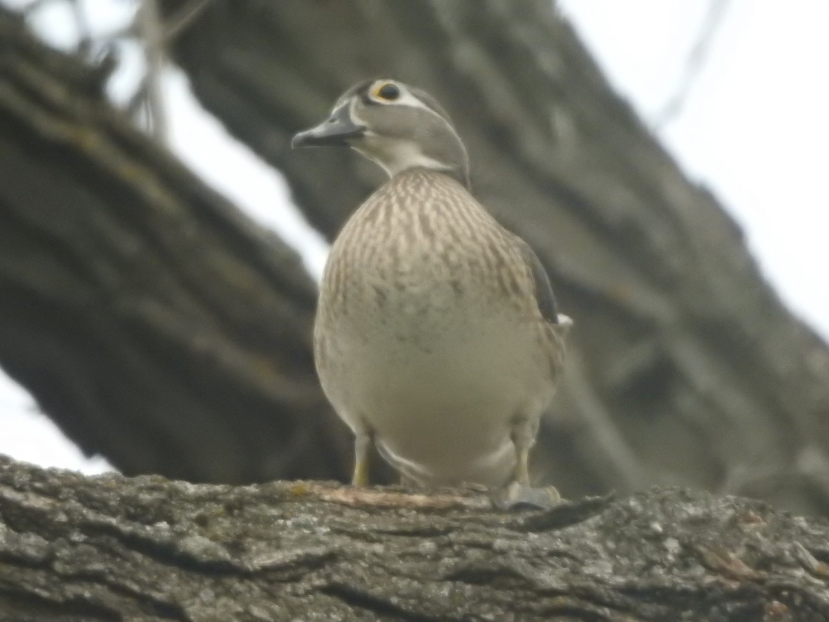 Wood Duck - ML633939924