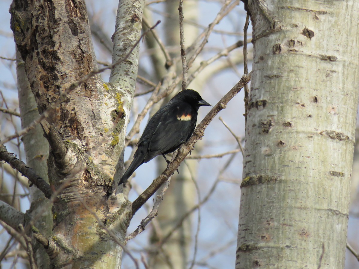 Red-winged Blackbird - ML633939942