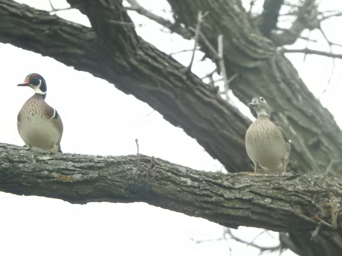 Wood Duck - ML633939946