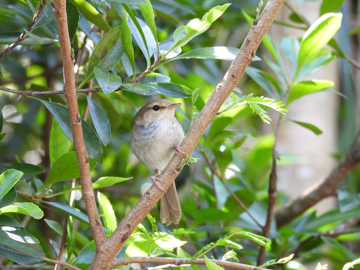 Bouscarle chanteuse (diphone) - ML633940093