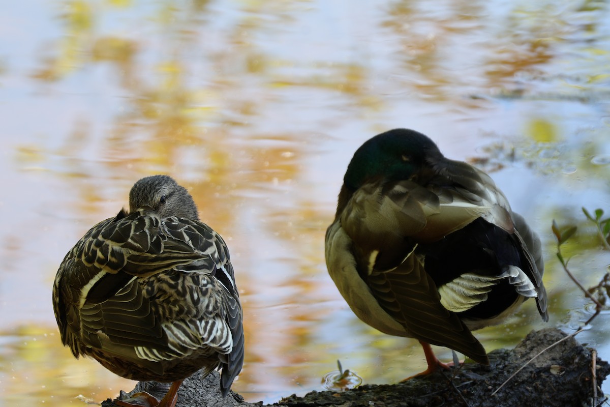 Mallard - ML633940218