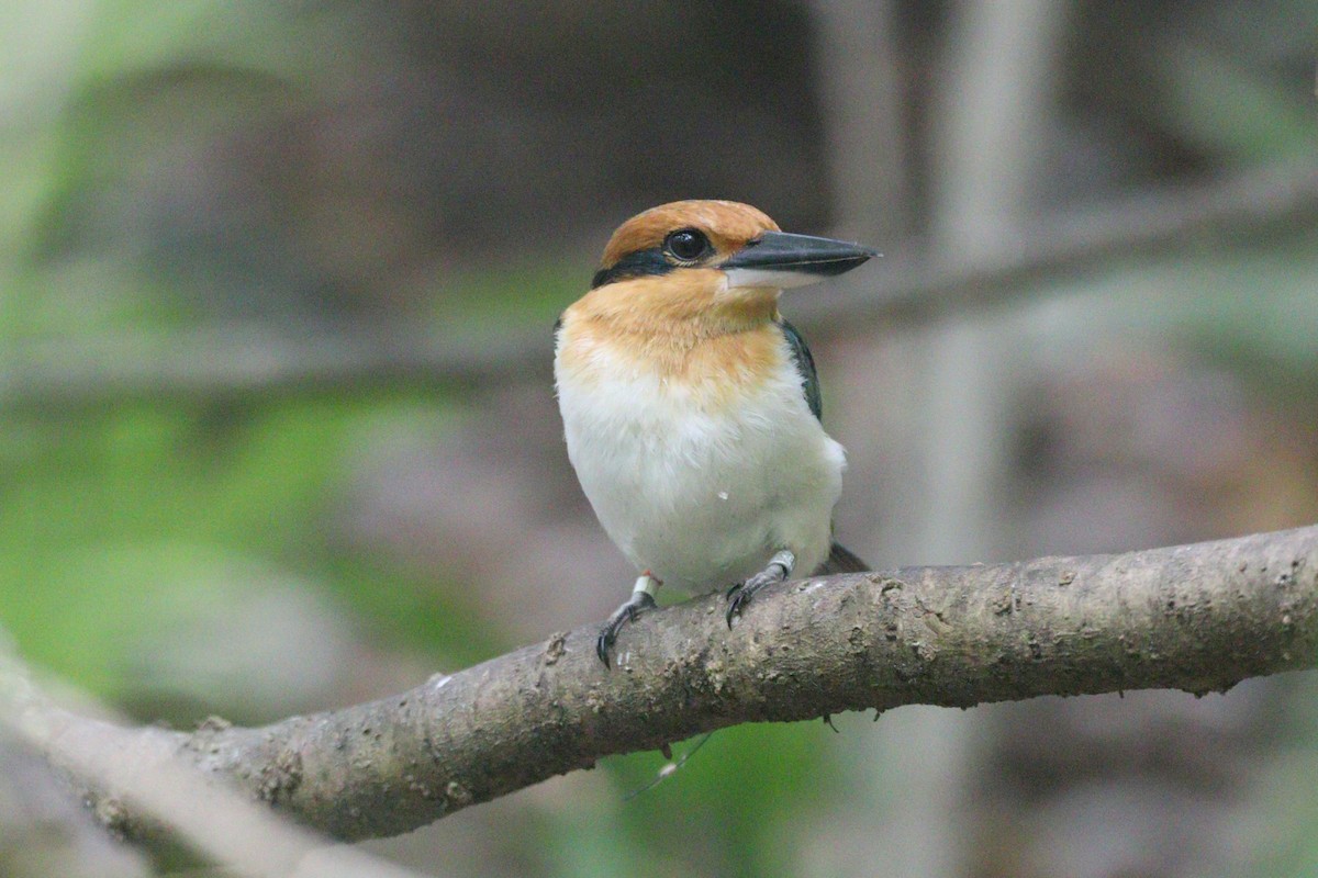 Guam Kingfisher - ML633940230