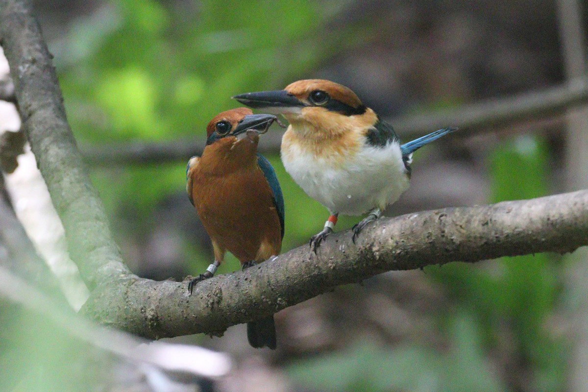 Guam Kingfisher - ML633940249