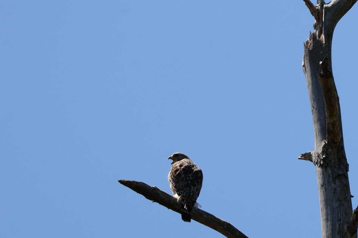 Red-shouldered Hawk - ML633940303