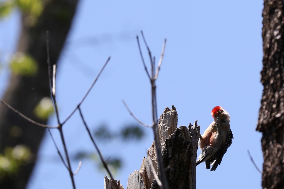 Red-bellied Woodpecker - ML633940349
