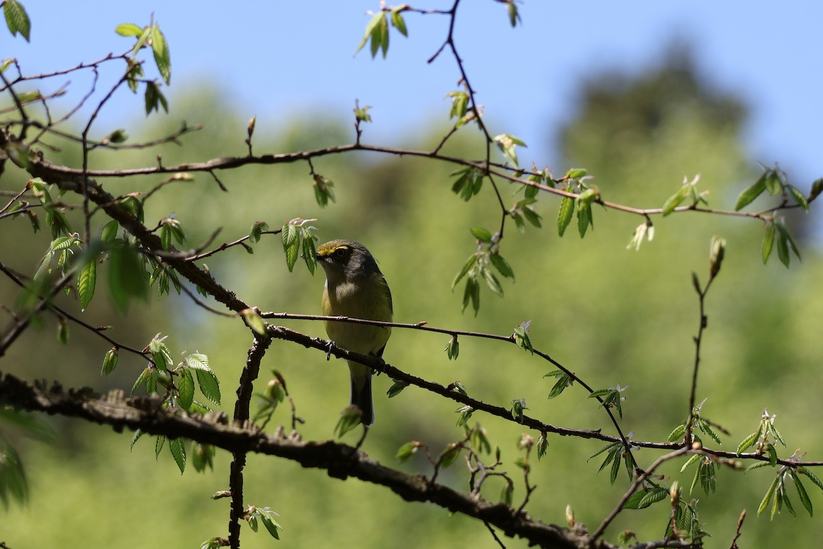 White-eyed Vireo - ML633940364