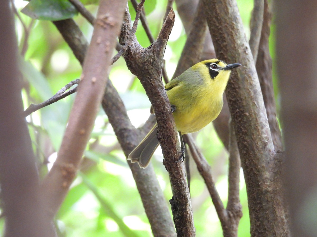 Zostérops des Bonin - ML633940378