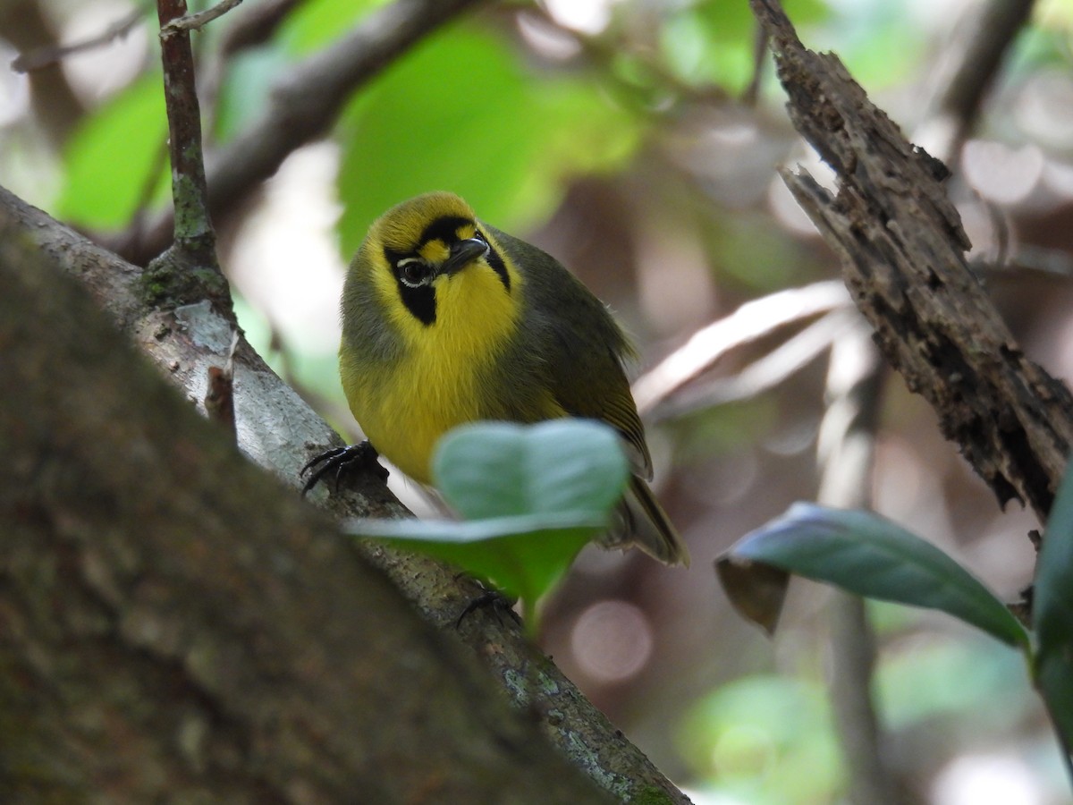 Zostérops des Bonin - ML633940379