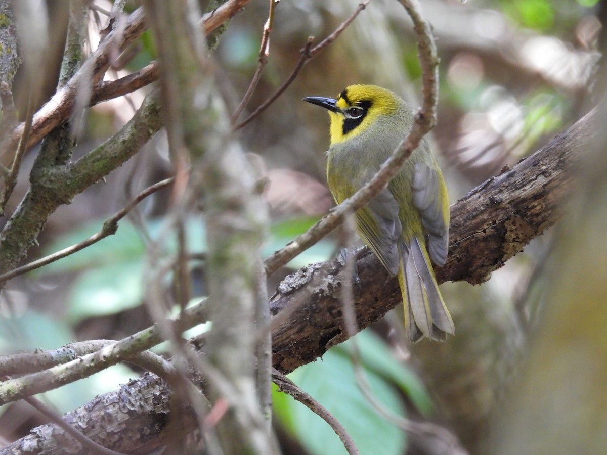 Zostérops des Bonin - ML633940380