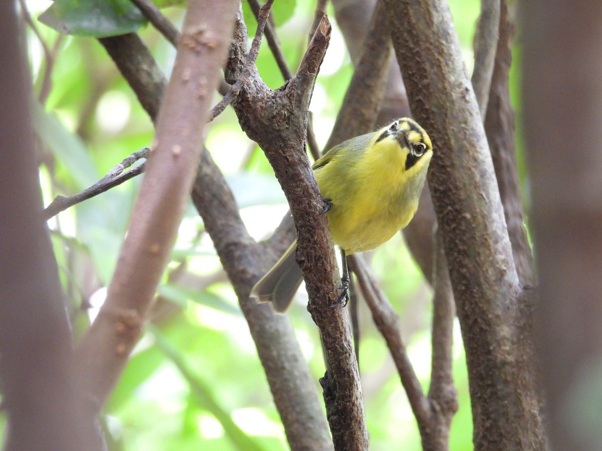 Zostérops des Bonin - ML633940381