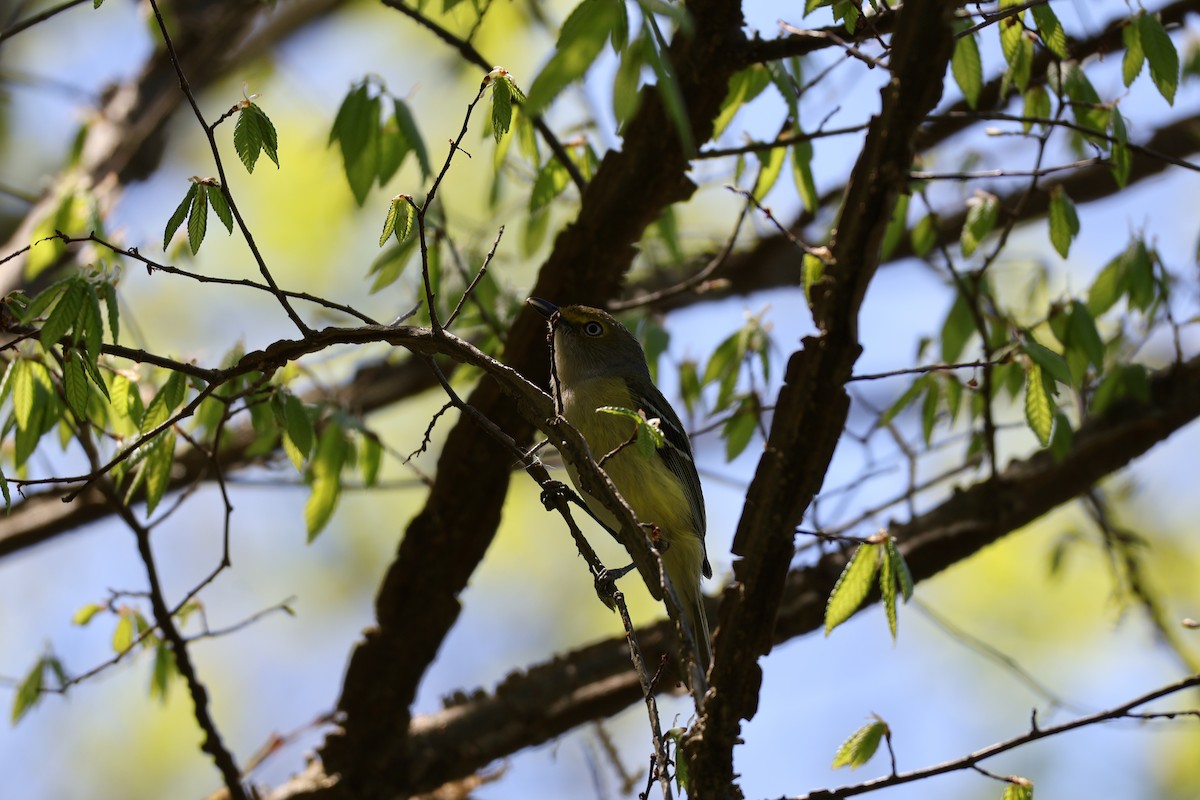 White-eyed Vireo - ML633940405