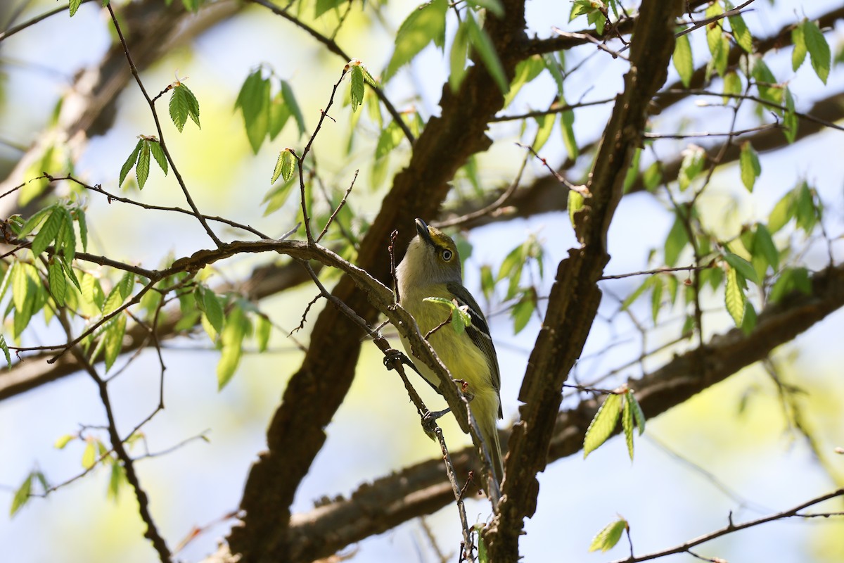 White-eyed Vireo - ML633940406