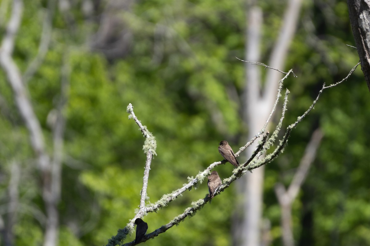 Northern Rough-winged Swallow - ML633940422