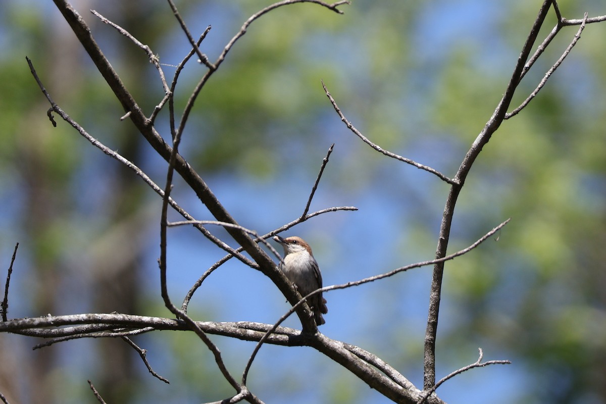 Brown-headed Nuthatch - ML633940429