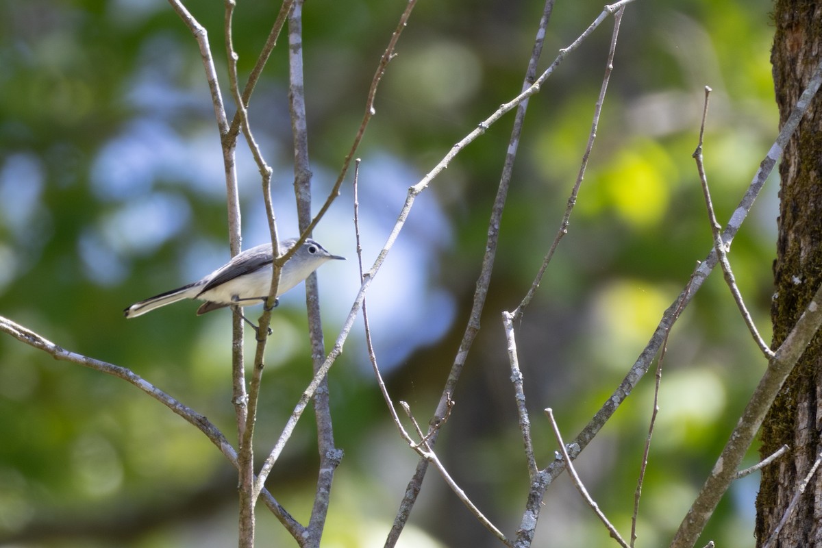Blue-gray Gnatcatcher - ML633940434