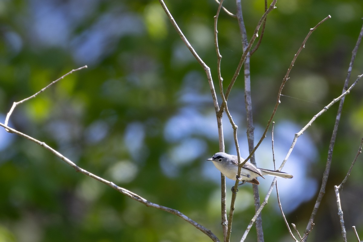 Blue-gray Gnatcatcher - ML633940435