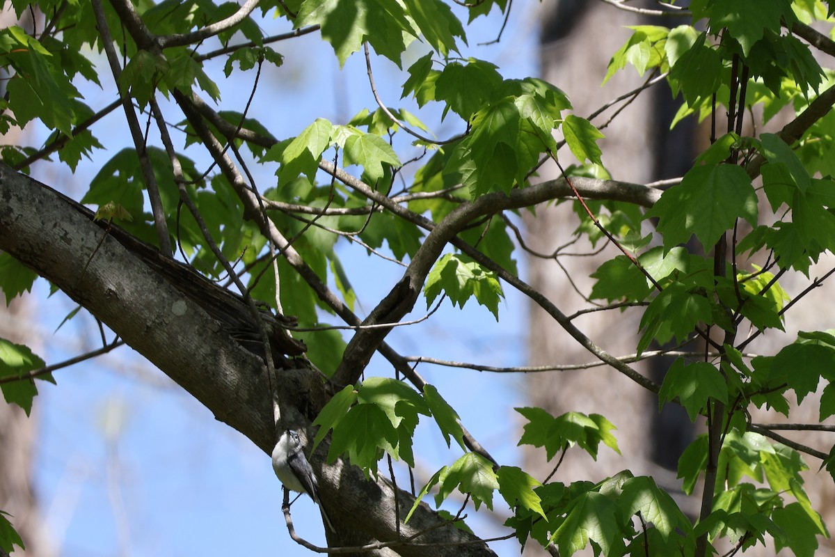 Blue-gray Gnatcatcher - ML633940436