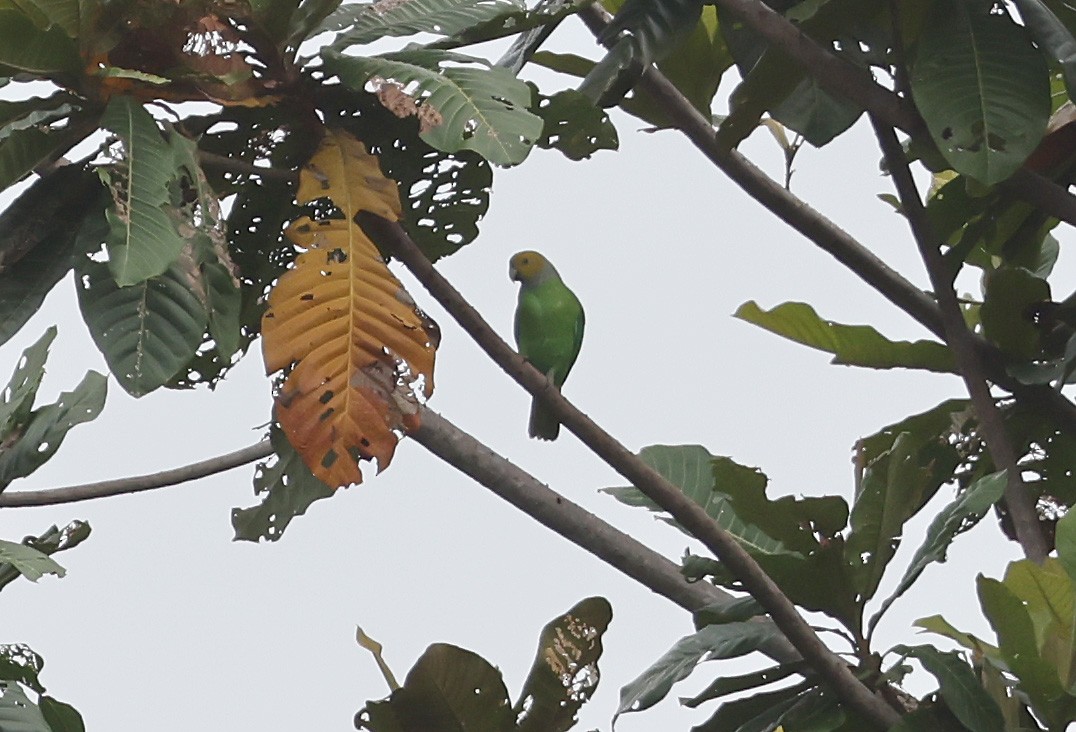 Singing Parrot - ML633940454