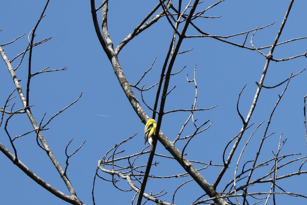 American Goldfinch - ML633940465