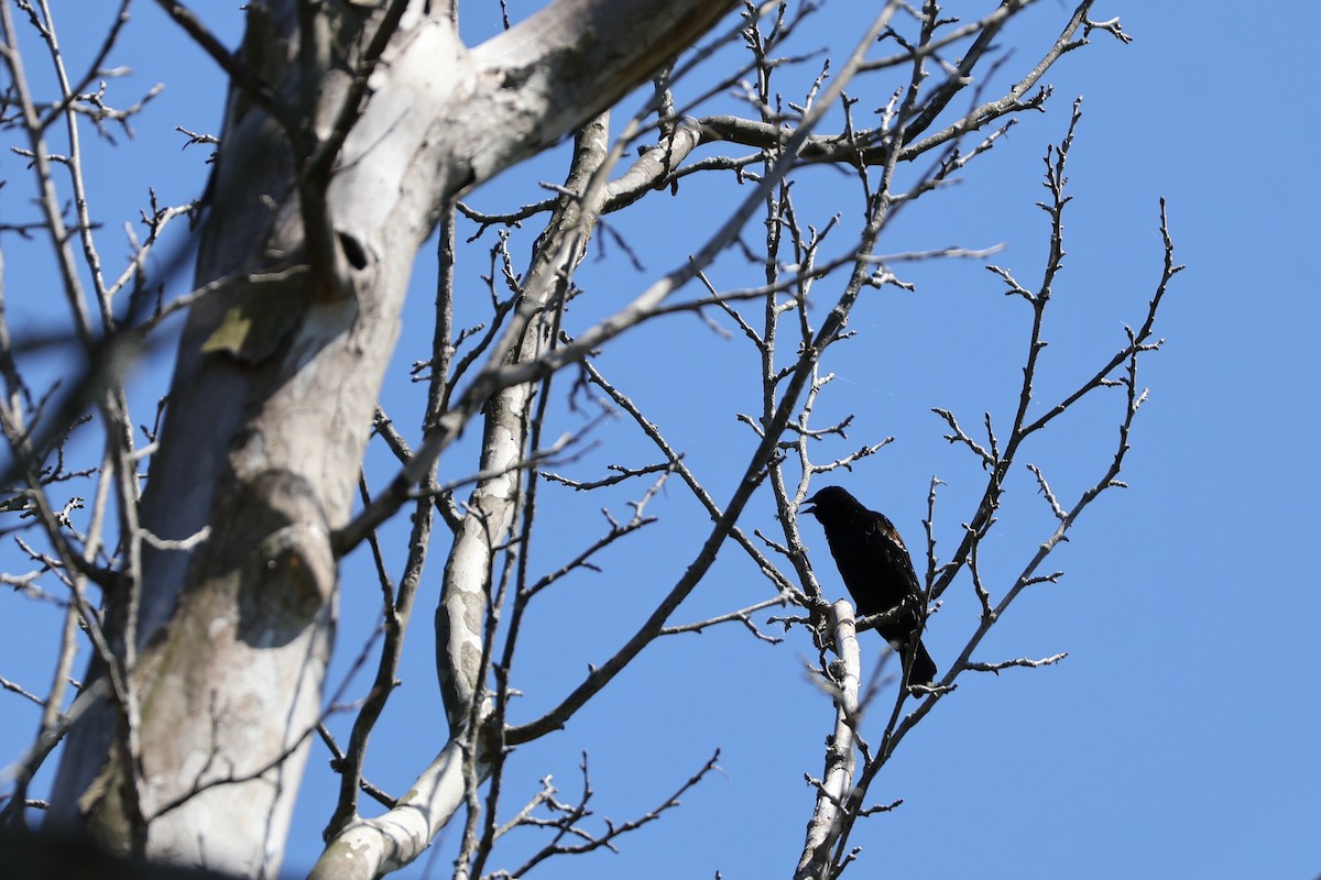 Red-winged Blackbird - ML633940479
