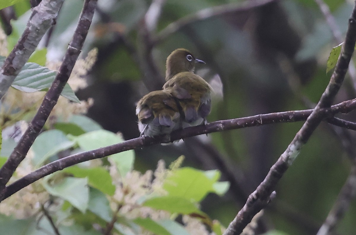 Bougainville White-eye - ML633940526