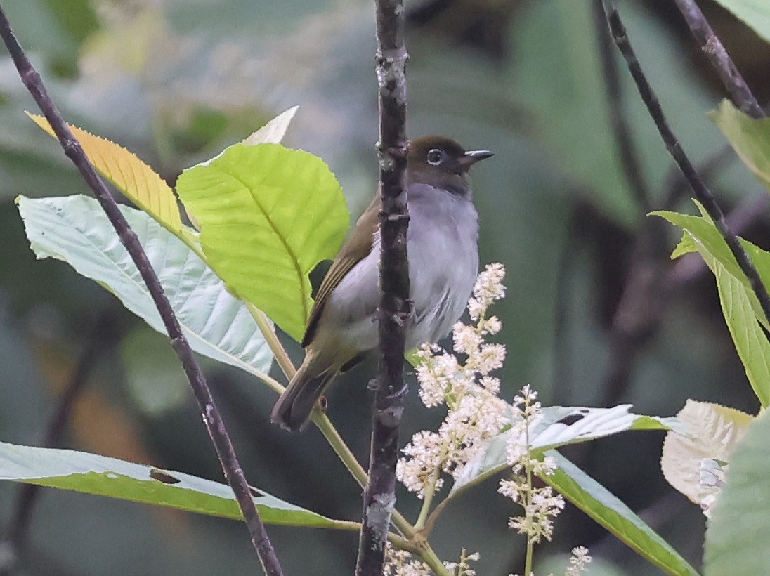 Bougainville White-eye - ML633940527