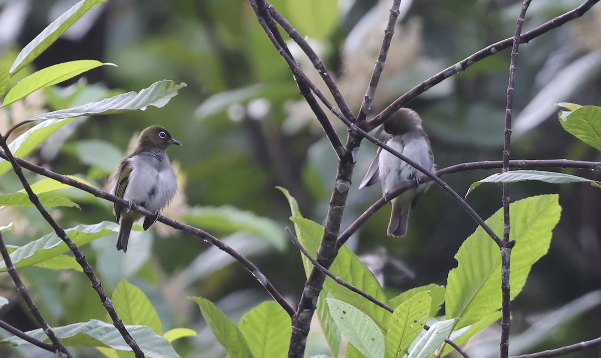 Bougainville White-eye - ML633940528