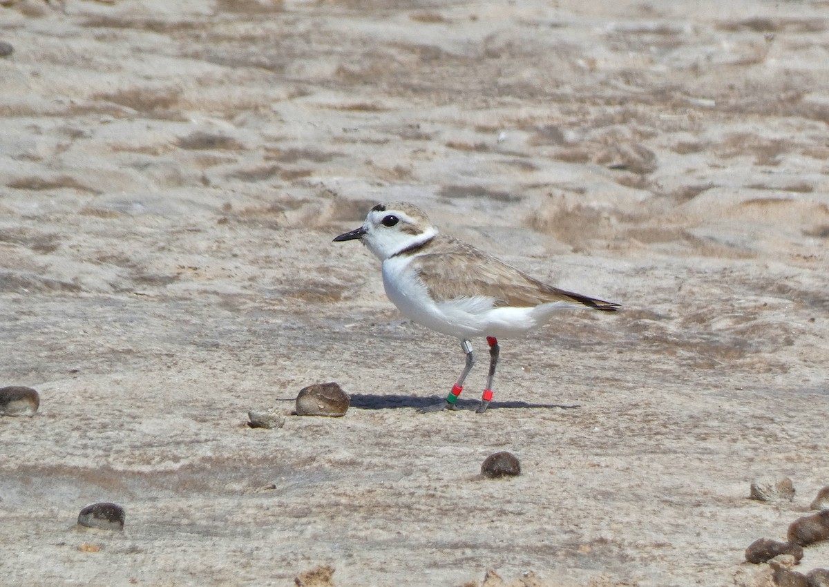 Snowy Plover - ML633940656