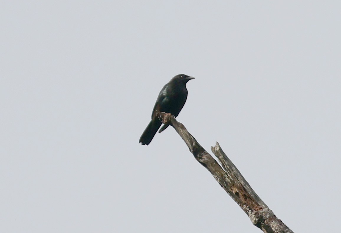 Brown-winged Starling - ML633940682
