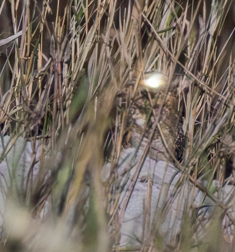 Spot-tailed Nightjar - ML633940698