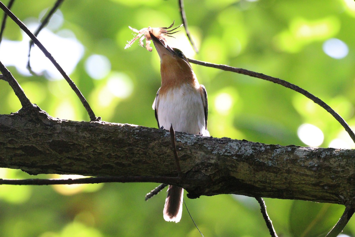 Guam Kingfisher - ML633940764